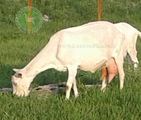 Роза 1 Хуторской34.jpg