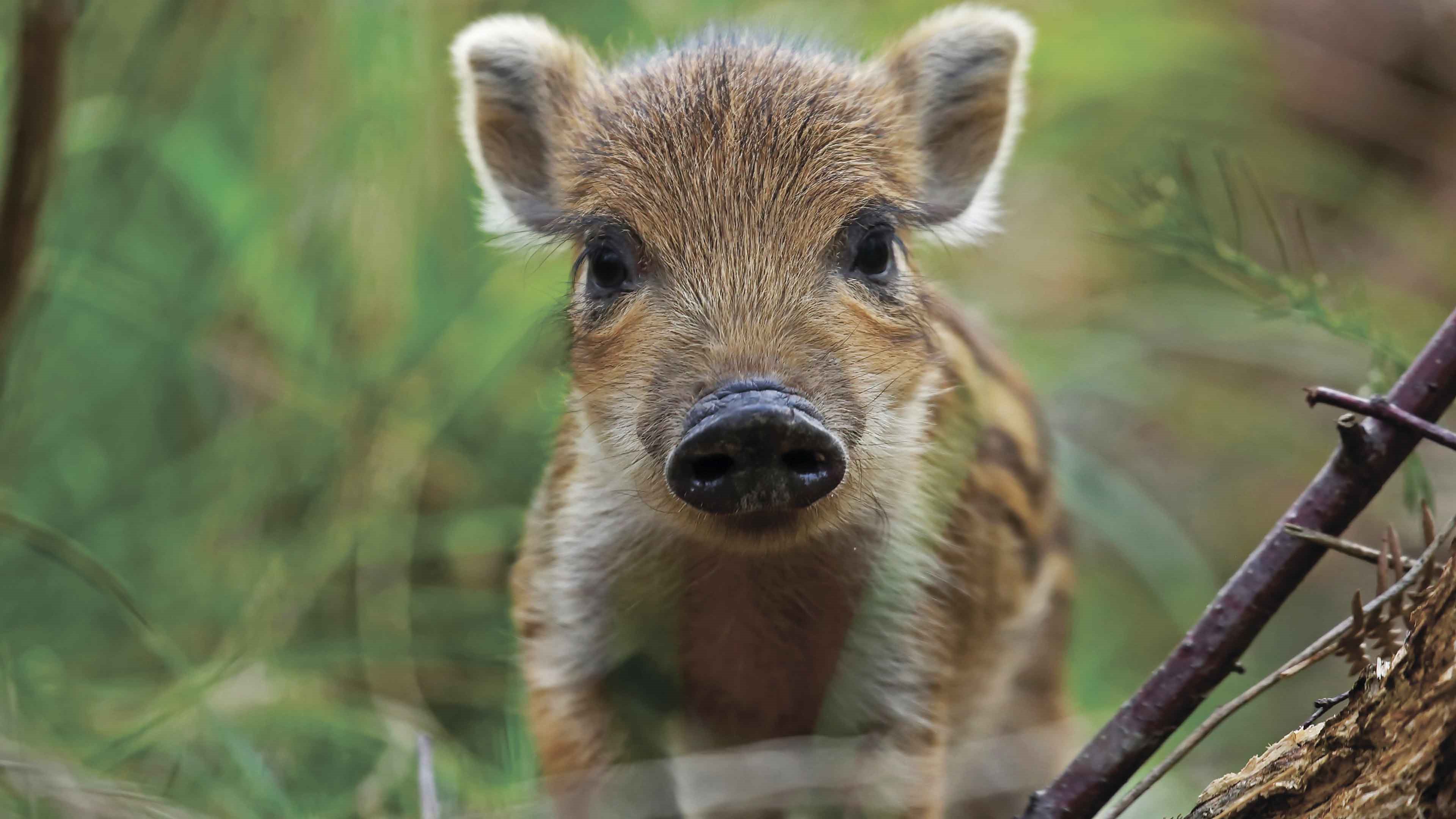 Клик для увеличения