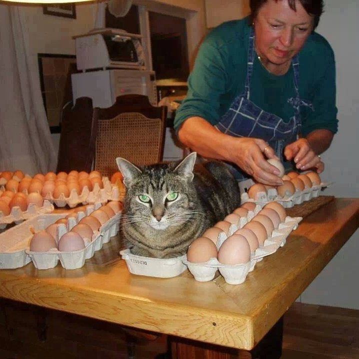 Egg Cat.jpeg