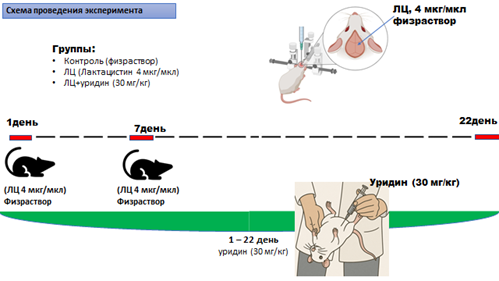 Схема эксперимента
