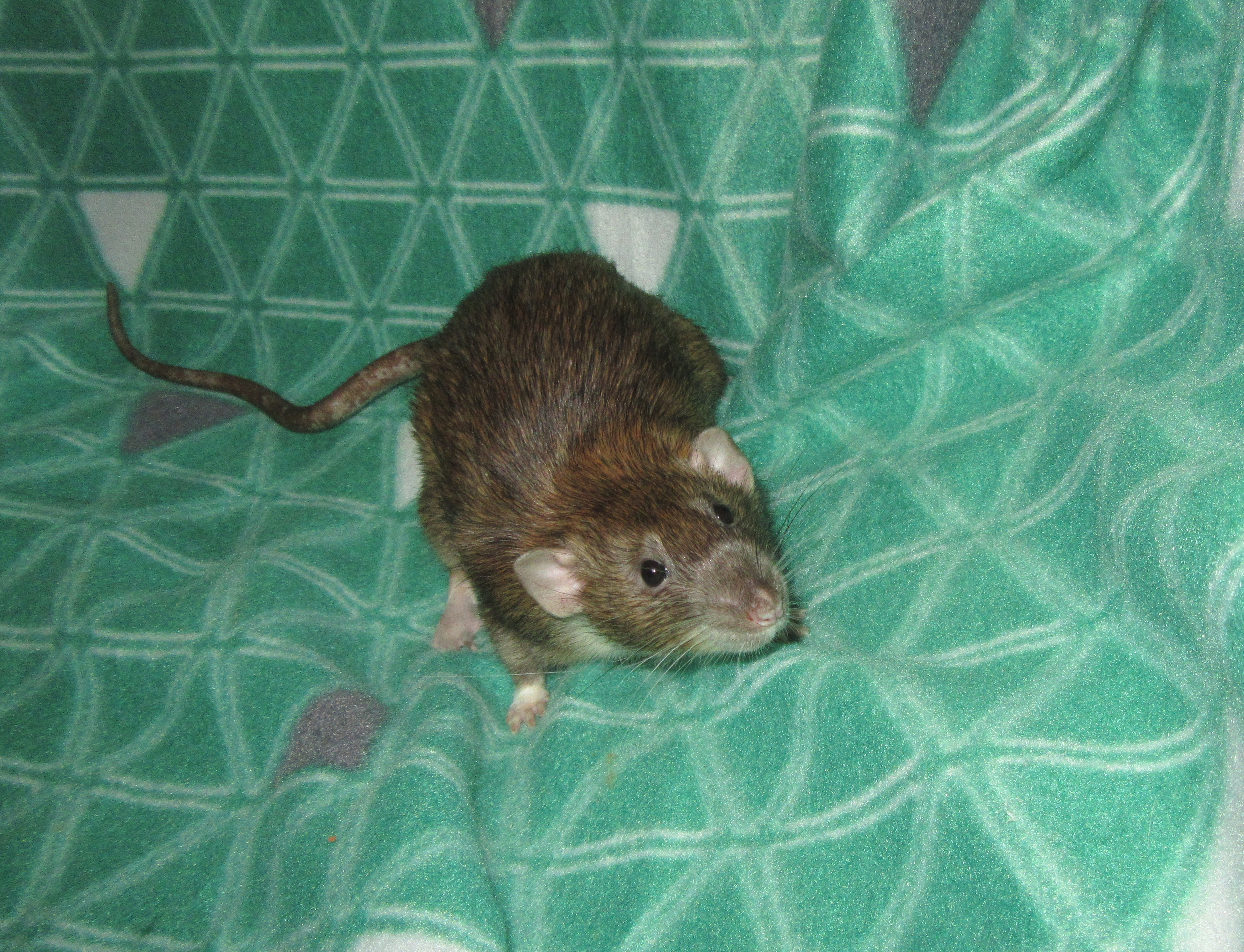 J4 Жорик 01.jpg