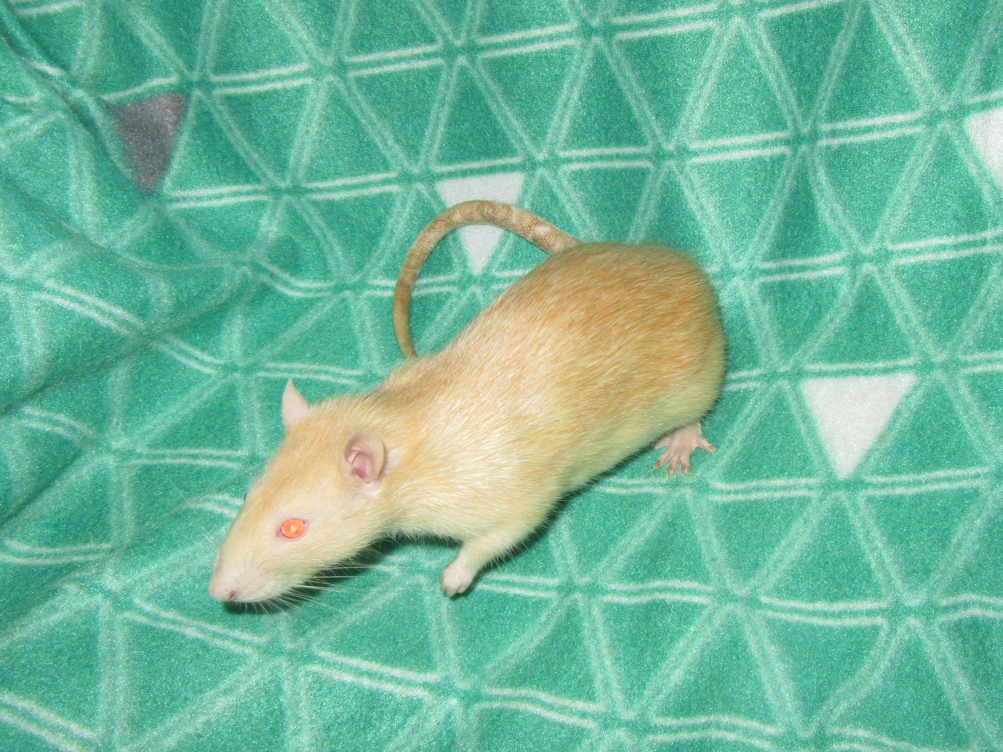 ШеффЛера 03.jpg