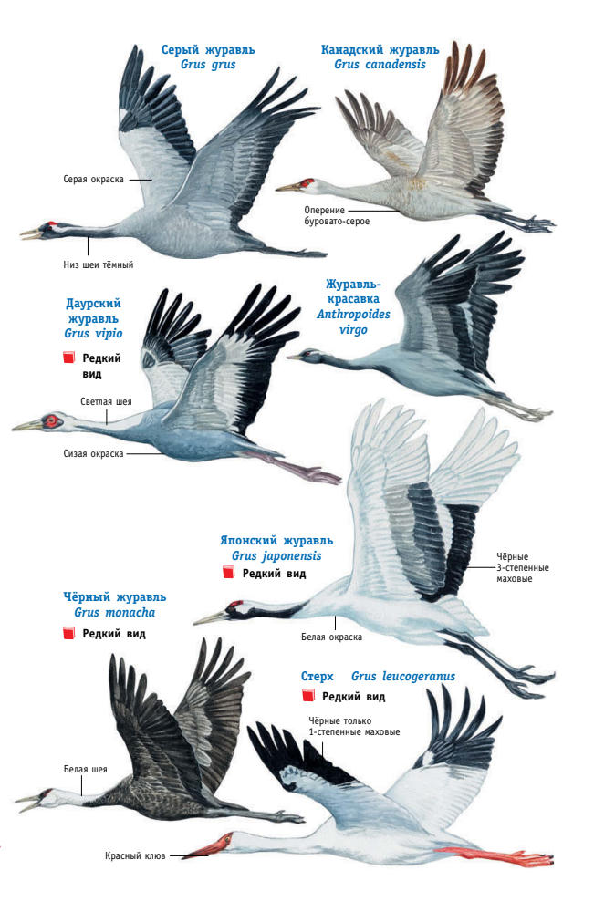 Мосалов А.А. - Птицы России (Лучший определитель) - 2021_pic10.jpg