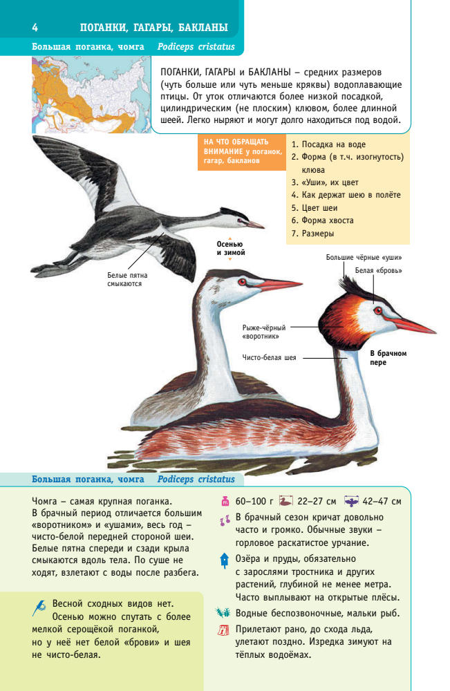 Мосалов А.А. - Птицы России (Лучший определитель) - 2021_pic5.jpg