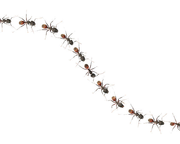 marching-ants.jpg