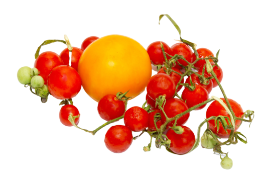pngtree-red-small-tomatoes-isolated-on-white-freshness-png-image_10906427.png