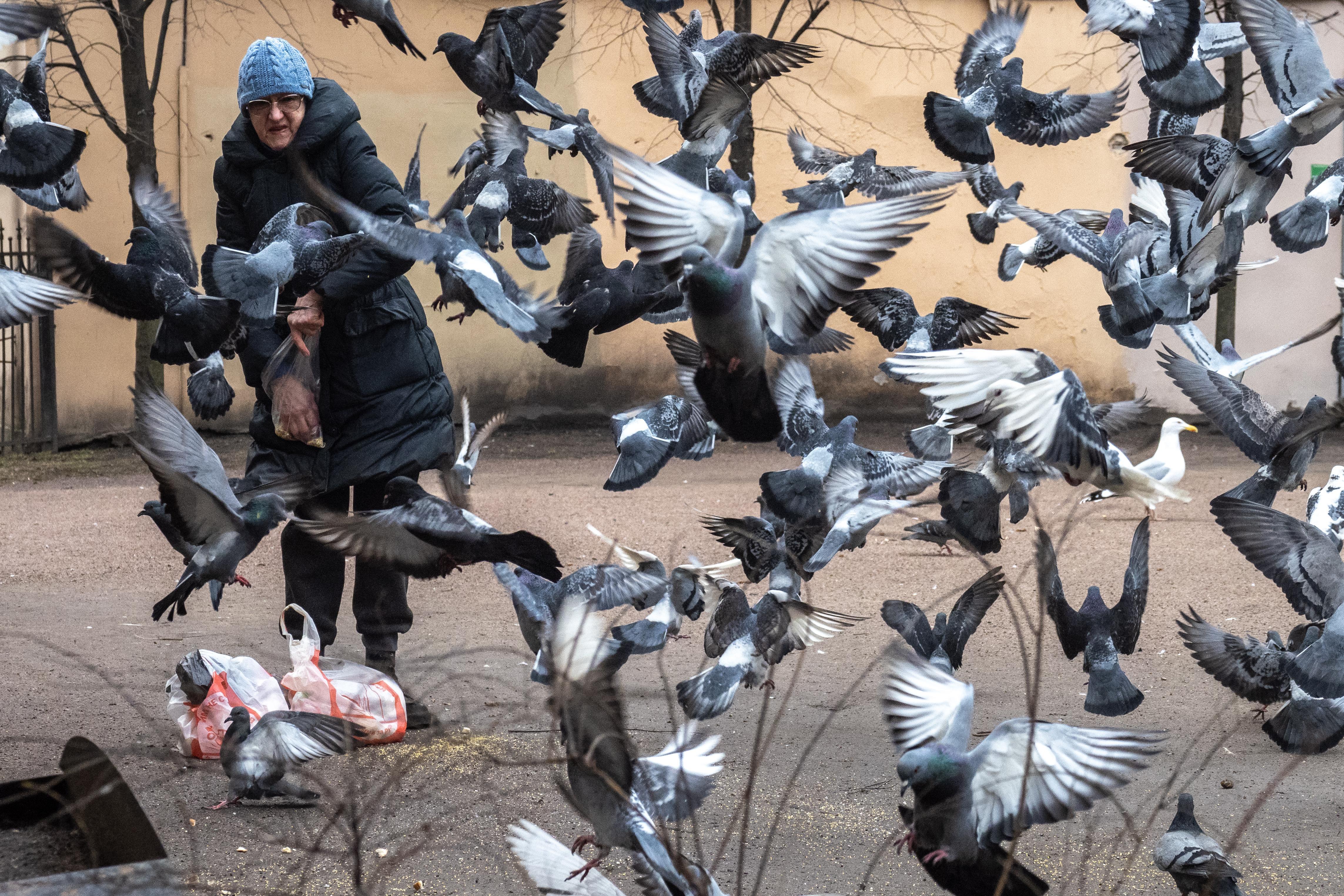 Штрафы за грядки и кормление голубей во дворах Перми