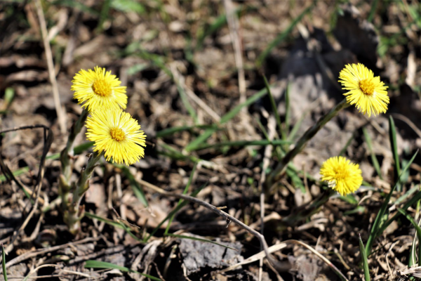 В Пермском крае установлен новый температурный рекорд марта
