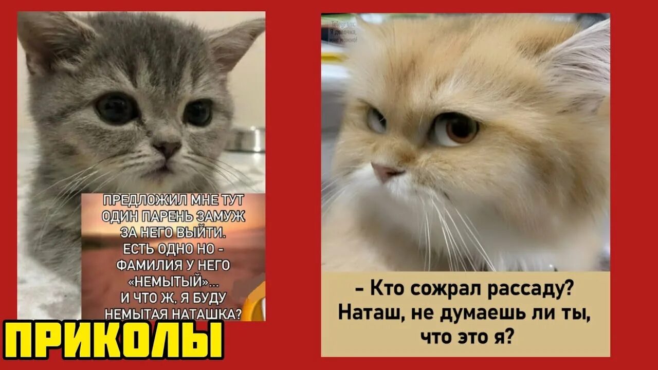 iid=af99daef58e646ce4836ed5292e3ec9b_l-8427500-images-thumbsn=13.jpg