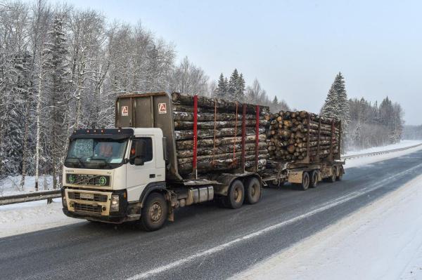 В Бардымском округе трое «черных лесорубов» уничтожили лес на 28 миллионов рублей