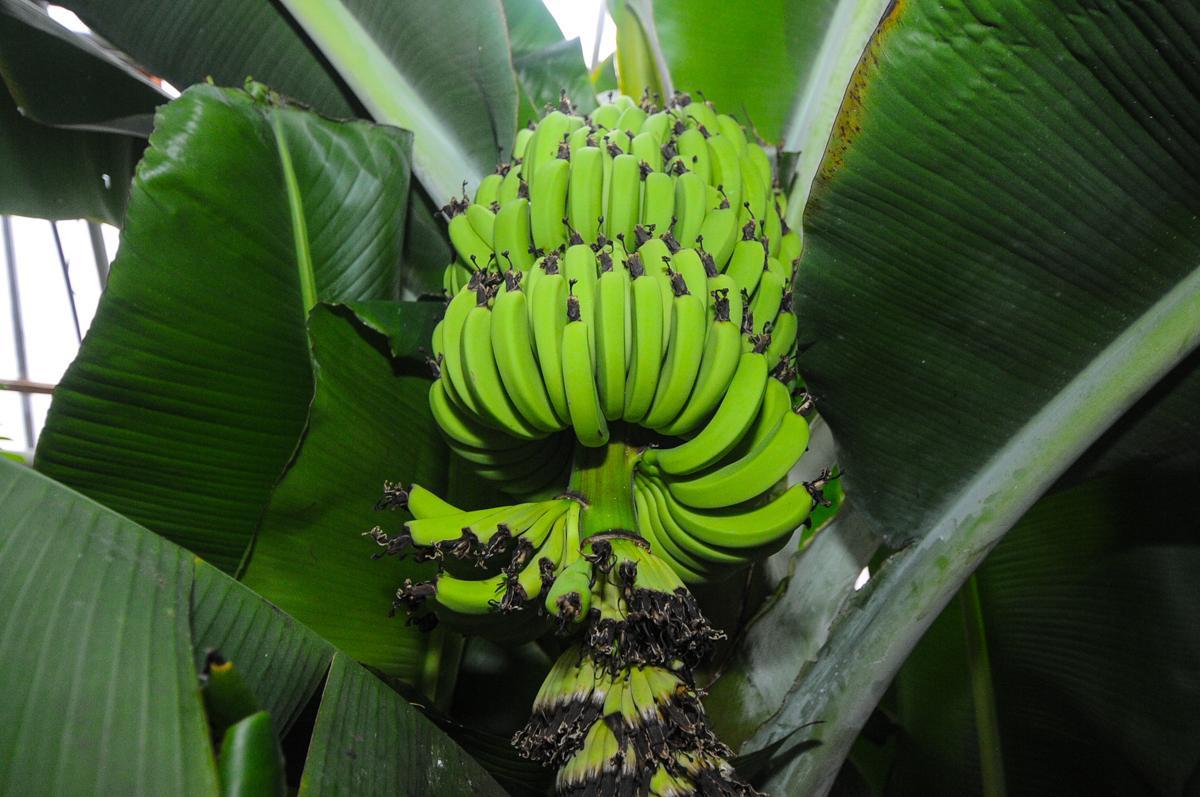 В России запускают производство бананов за 3 миллиарда рублей: эксперты оценили риски