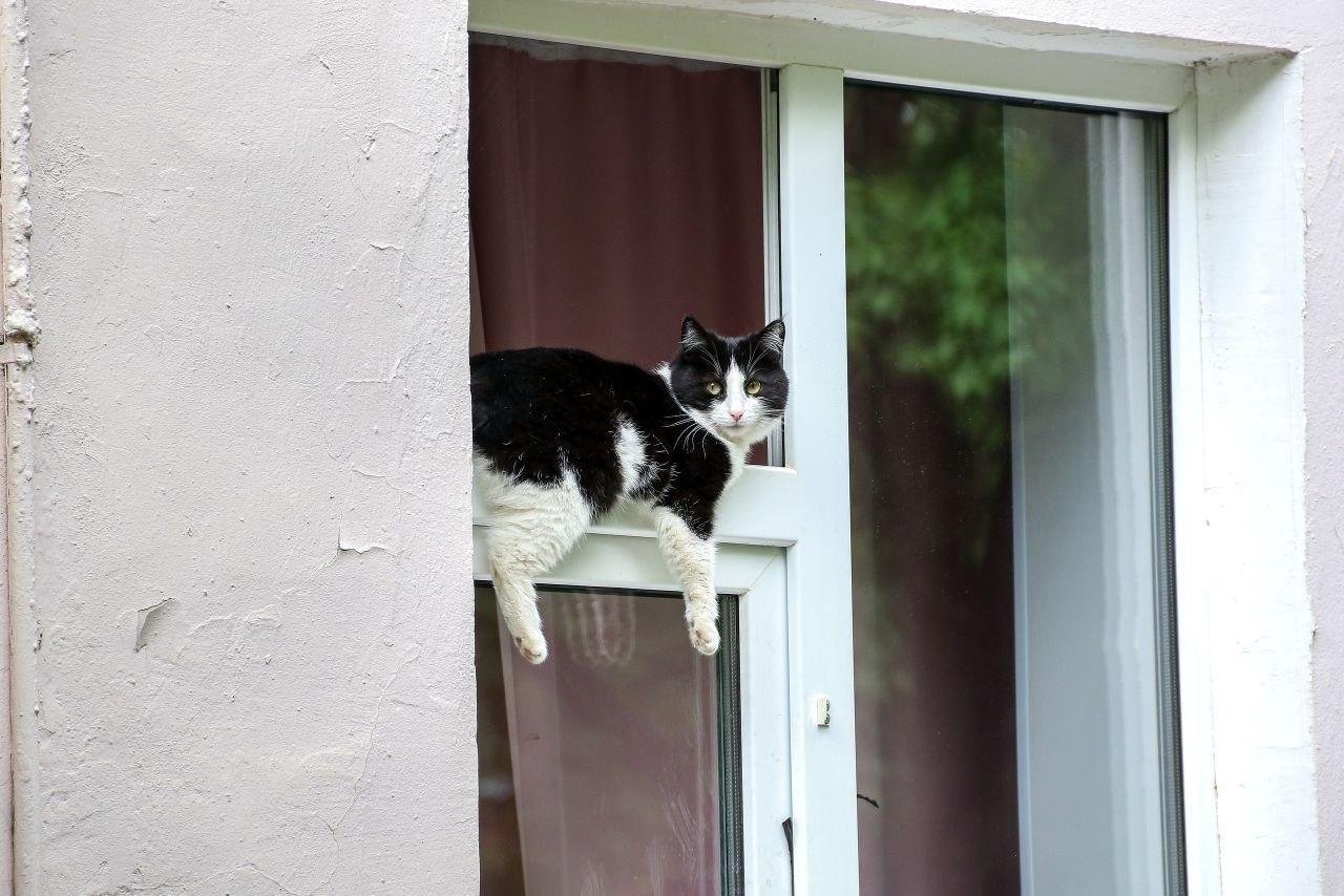 Как отучить кота драть мебель и бегать по ночам: советы эксперта для пермяков