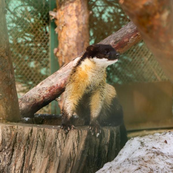 Музей «Тенториум» взял под опеку уссурийскую харзу в Пермском зоопарке