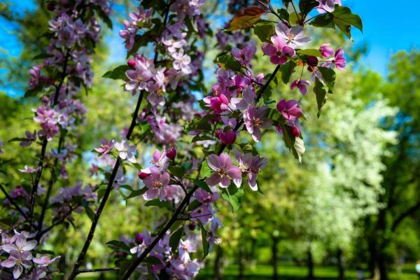 Пермякам обещают тёплую погоду в мае 2026 года