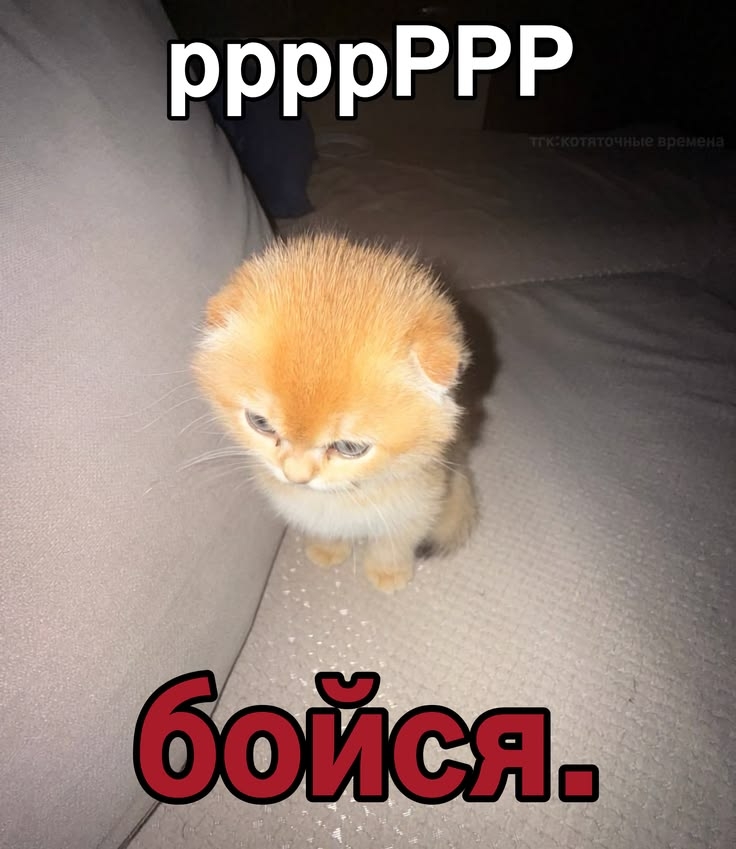 S5Dop1oIB9R8BTPBeSx6oViyFPkhaHRvIUqE8dqlGHTN_bud5ehuG0YVNSOTsfyrLRMDcdveJtt26OaaYC5MVzRw.jpg