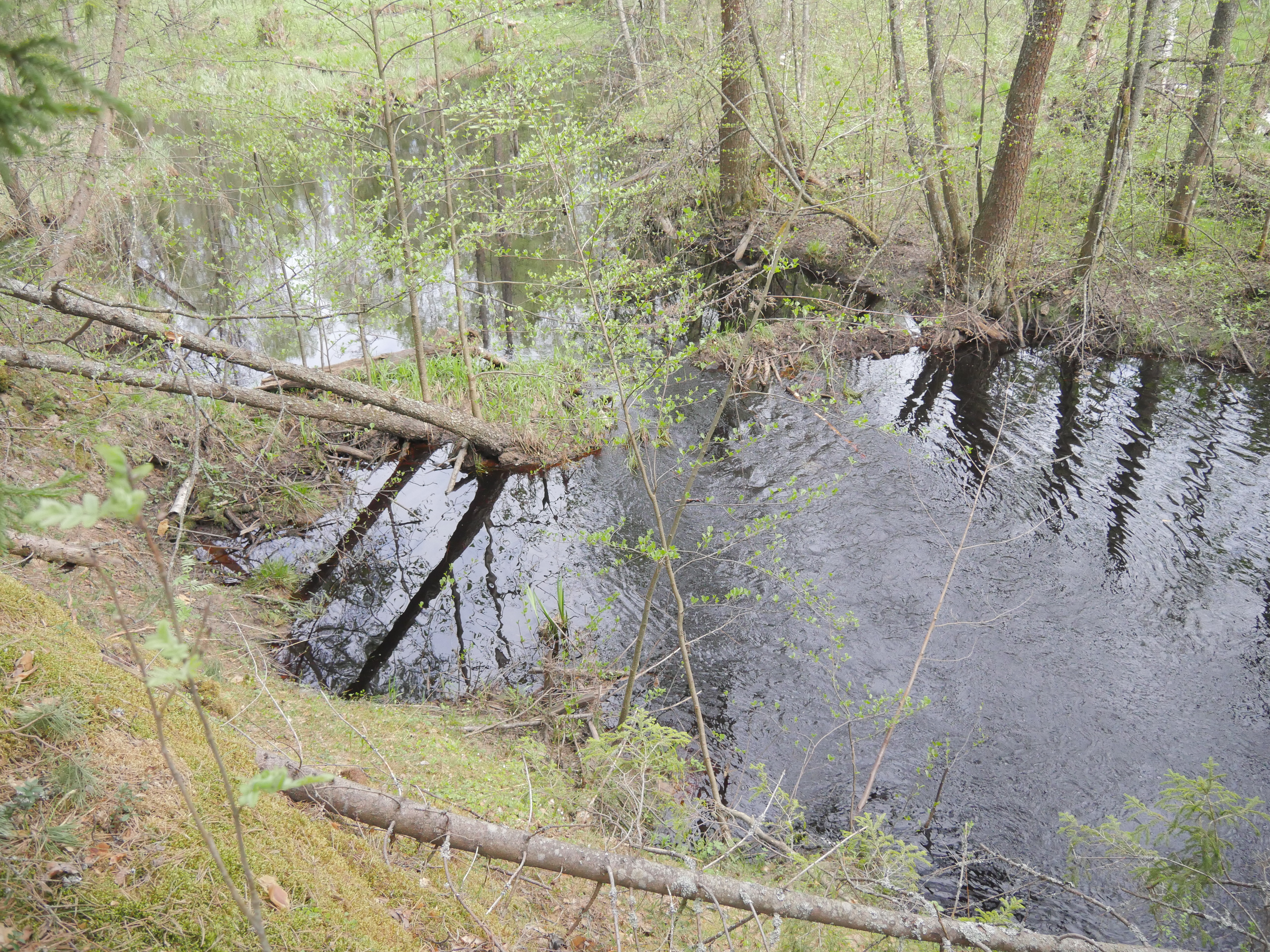 P1570007.JPG
