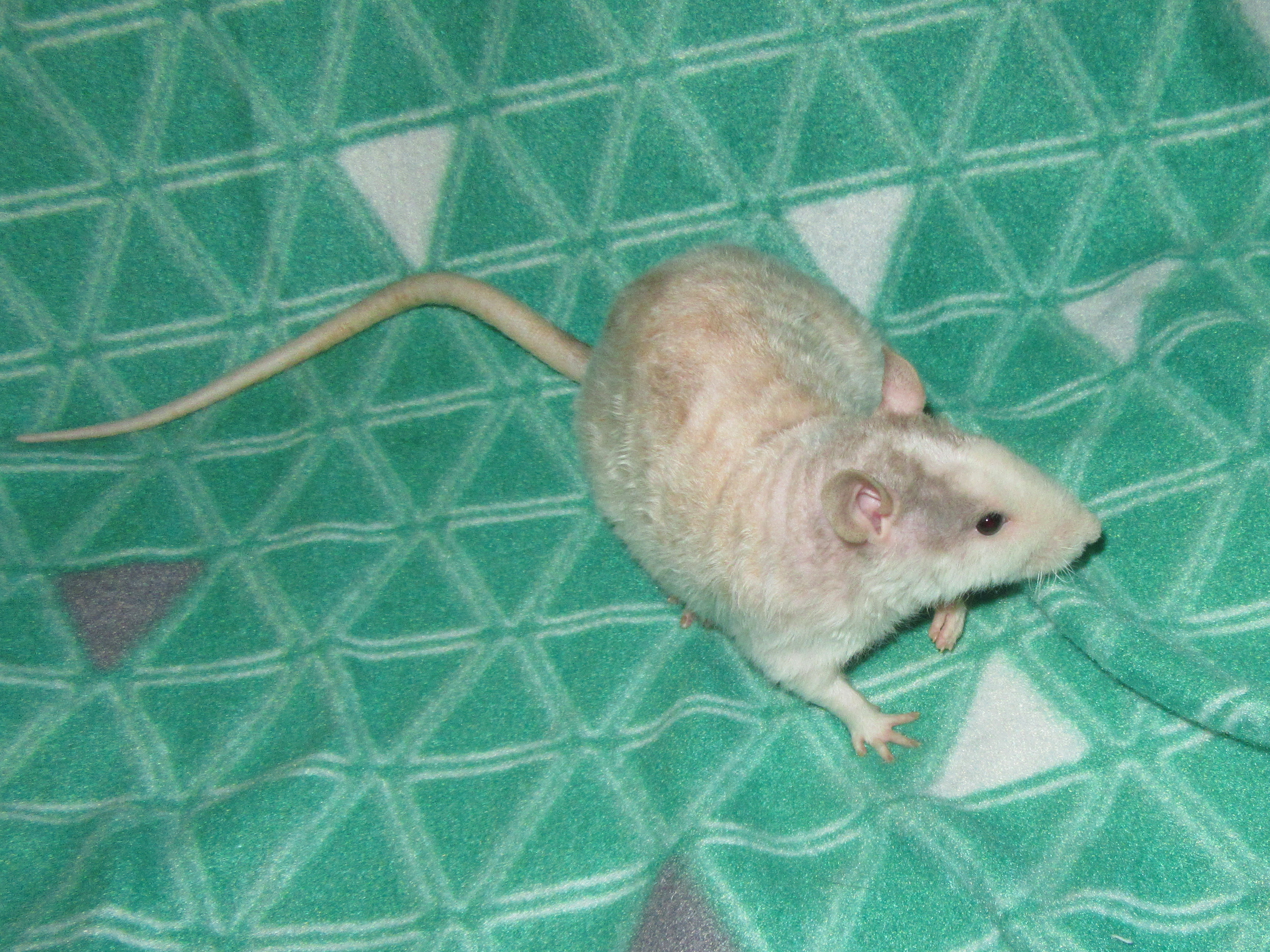 Эриксон 02.jpg