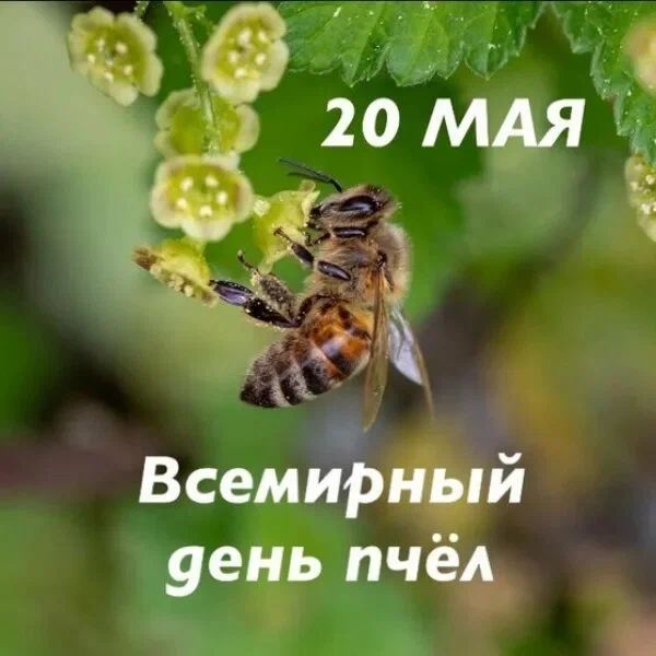 https://i1.imageban.ru/out/2026/05/20/e1d31e0444b9497f06bc5fcbc06c7593.webp