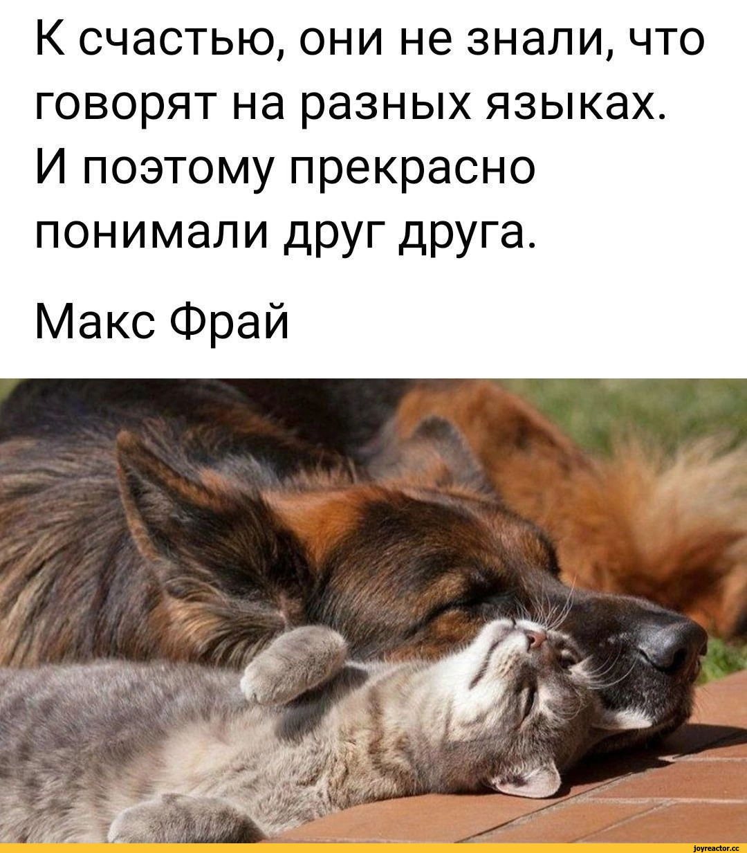 котэ-собака-картинка-с-текстом-8596944.png