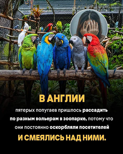 https://i1.imageban.ru/out/2026/06/10/70f942bf6be33534f1c5d7d2163535e0.png