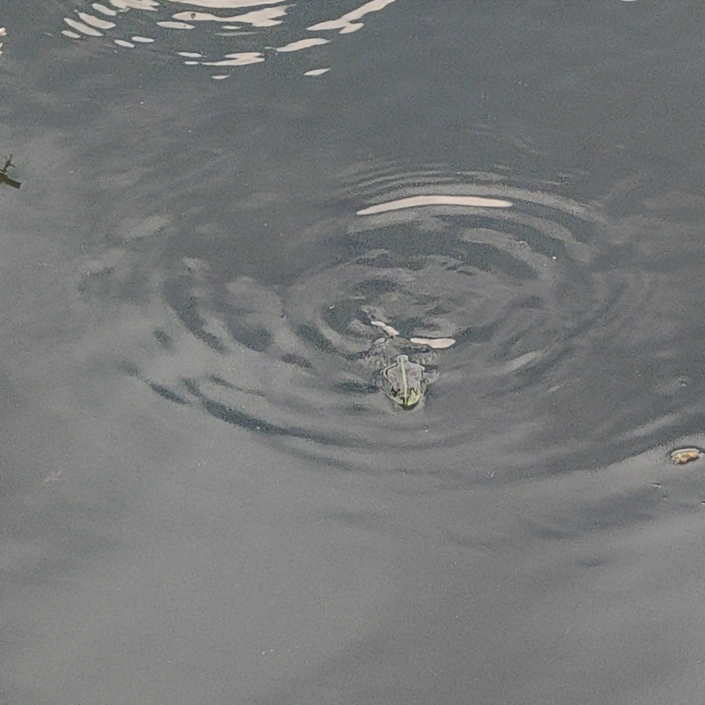 IMG20260613172404.jpg