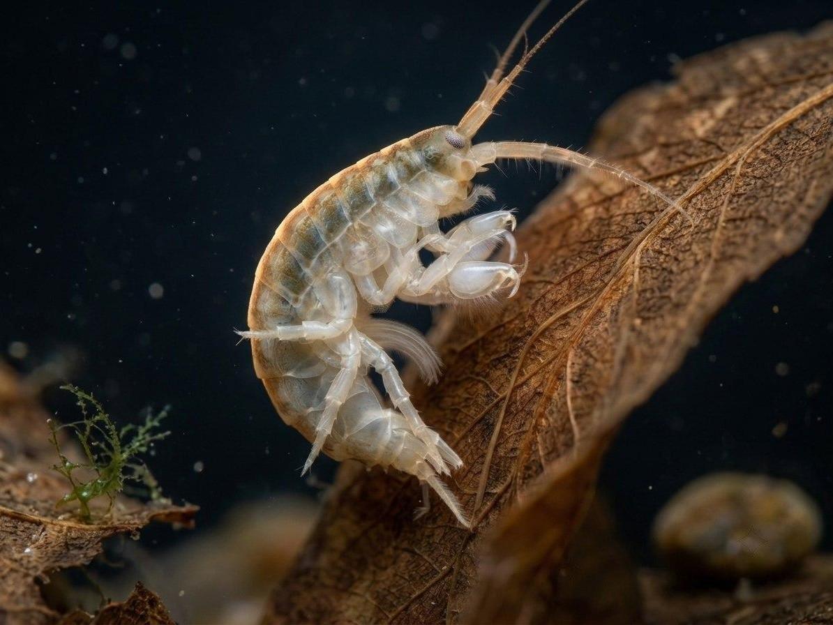 В Азовском море появились агрессивные морские блохи: советы для туристов
