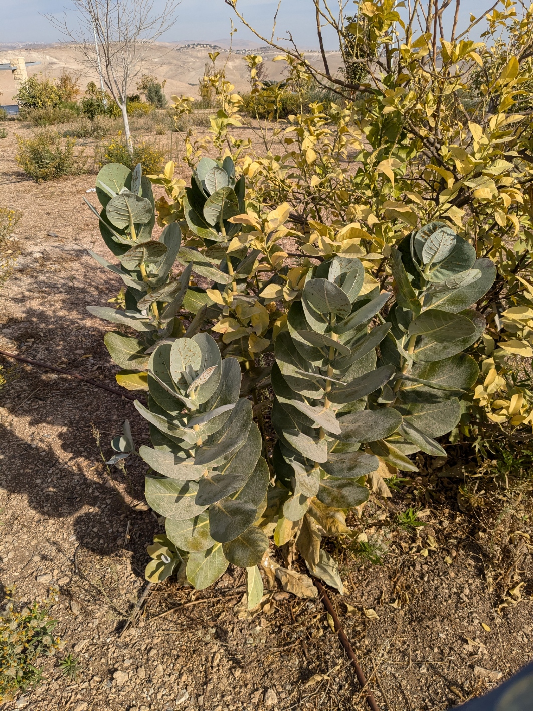Calotropsis procera_20241211_064217193.jpg