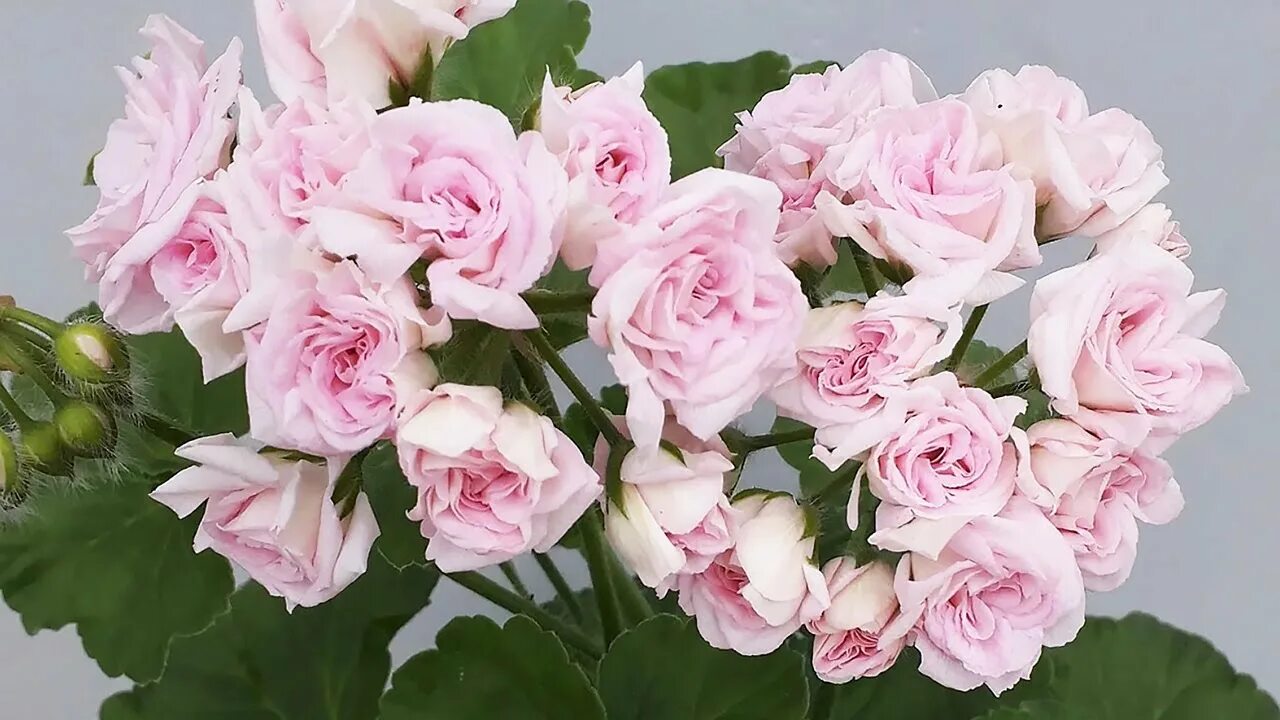 19. Пеларгония Millfield Rose р7
