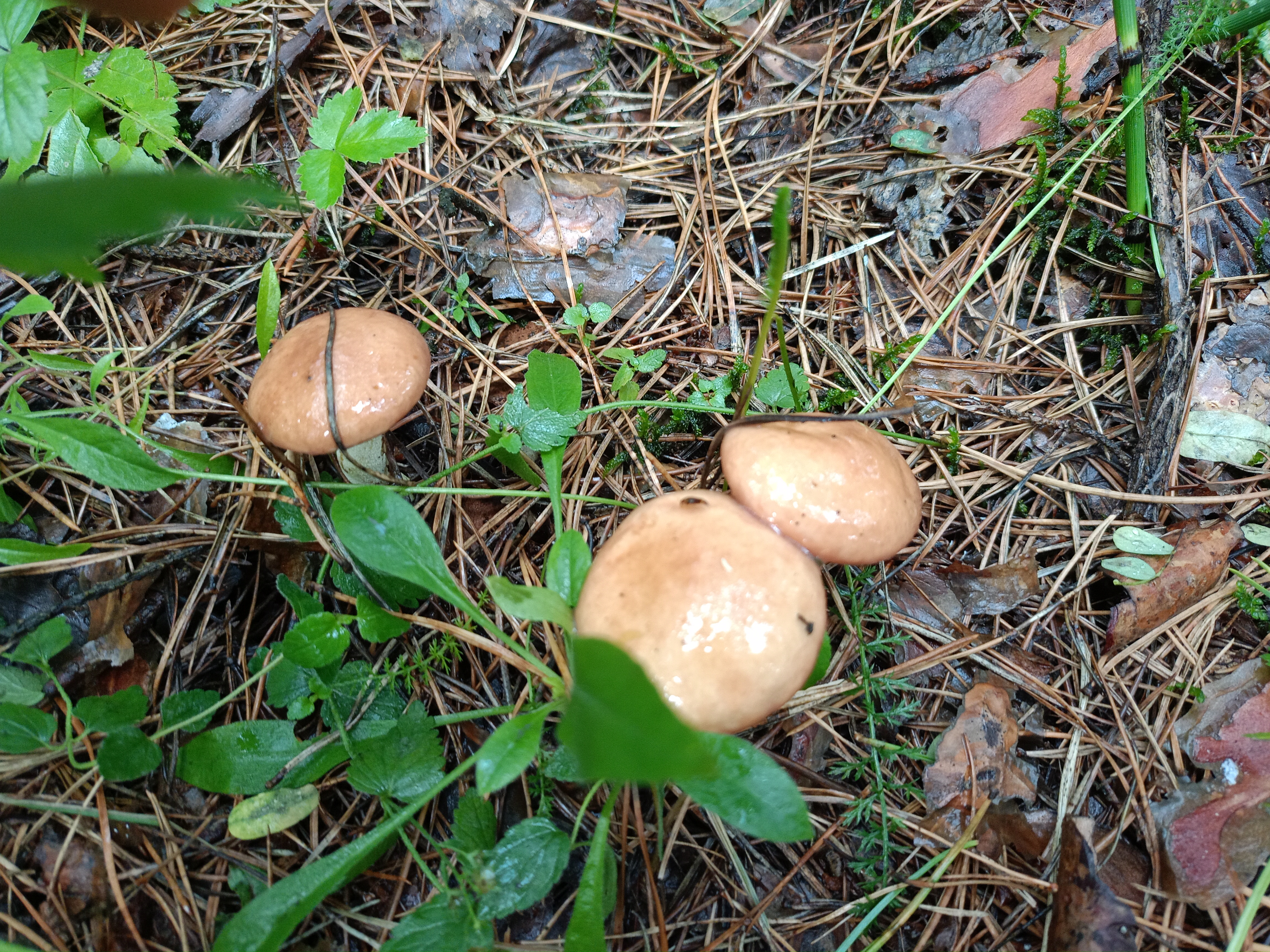 IMG20260728103610.jpg