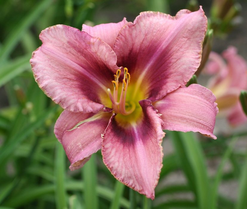 2. Лилейник Purple Bicolor р9
