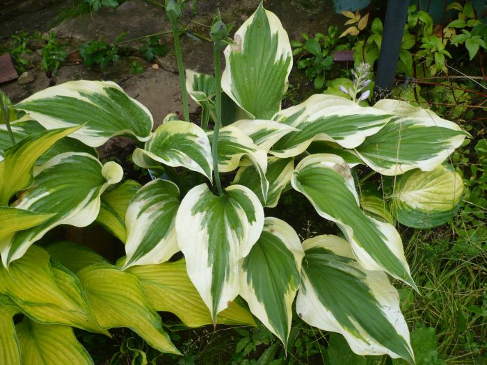 Хоста Silk Road р9/ ОКС