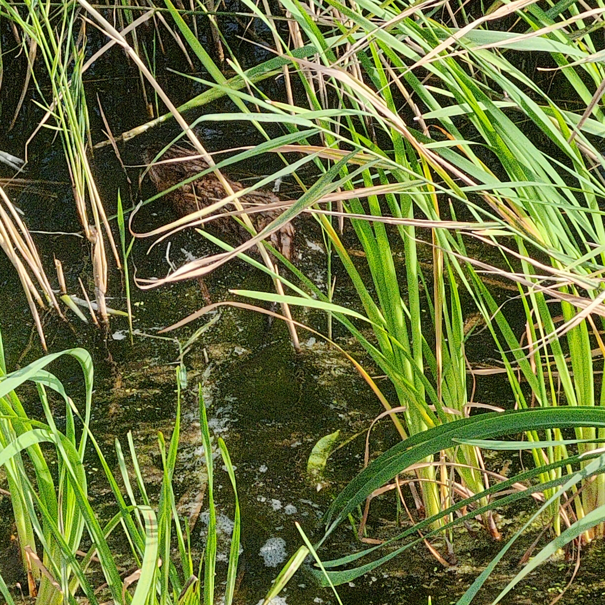 IMG20260821161204.jpg