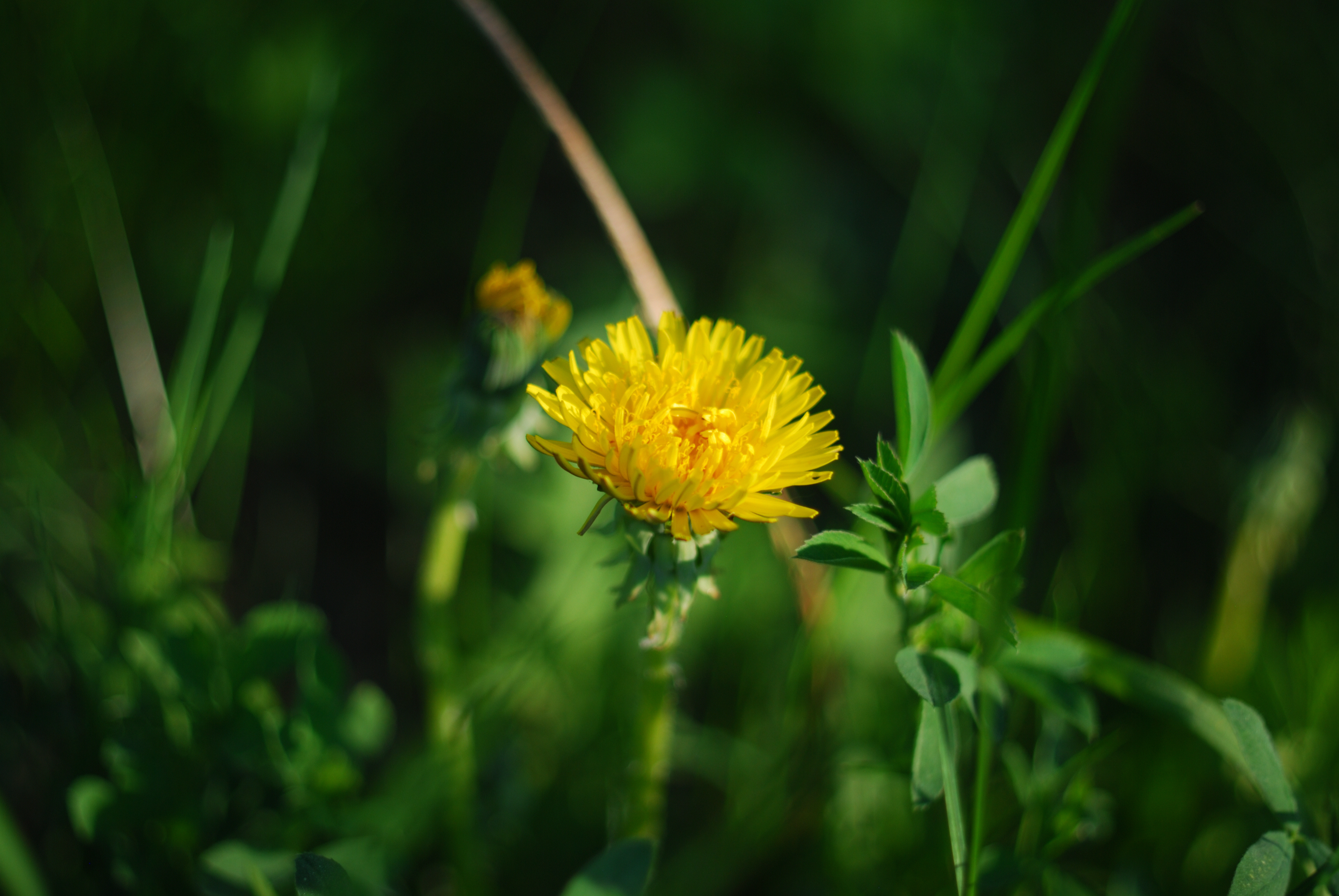 DSC_1169.JPG