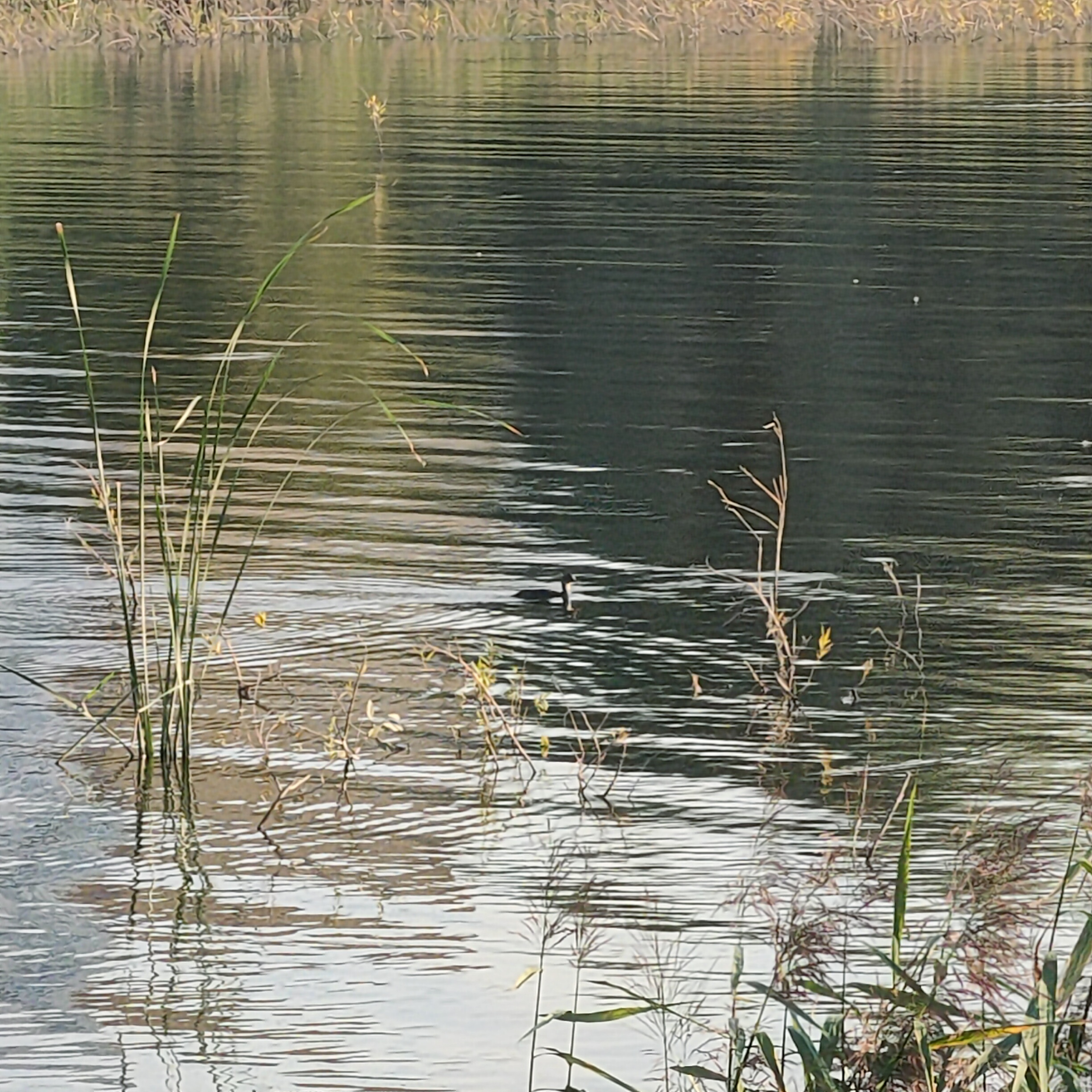 IMG20260823174157.jpg