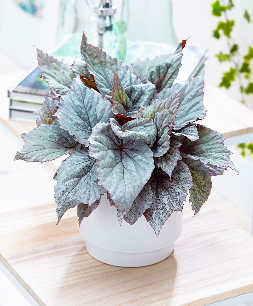 28. Бегония декоративно-лиственная Beleaf Yukon Frost р7 28. Бегония декоративно-лиственная Beleaf Yukon Frost р7