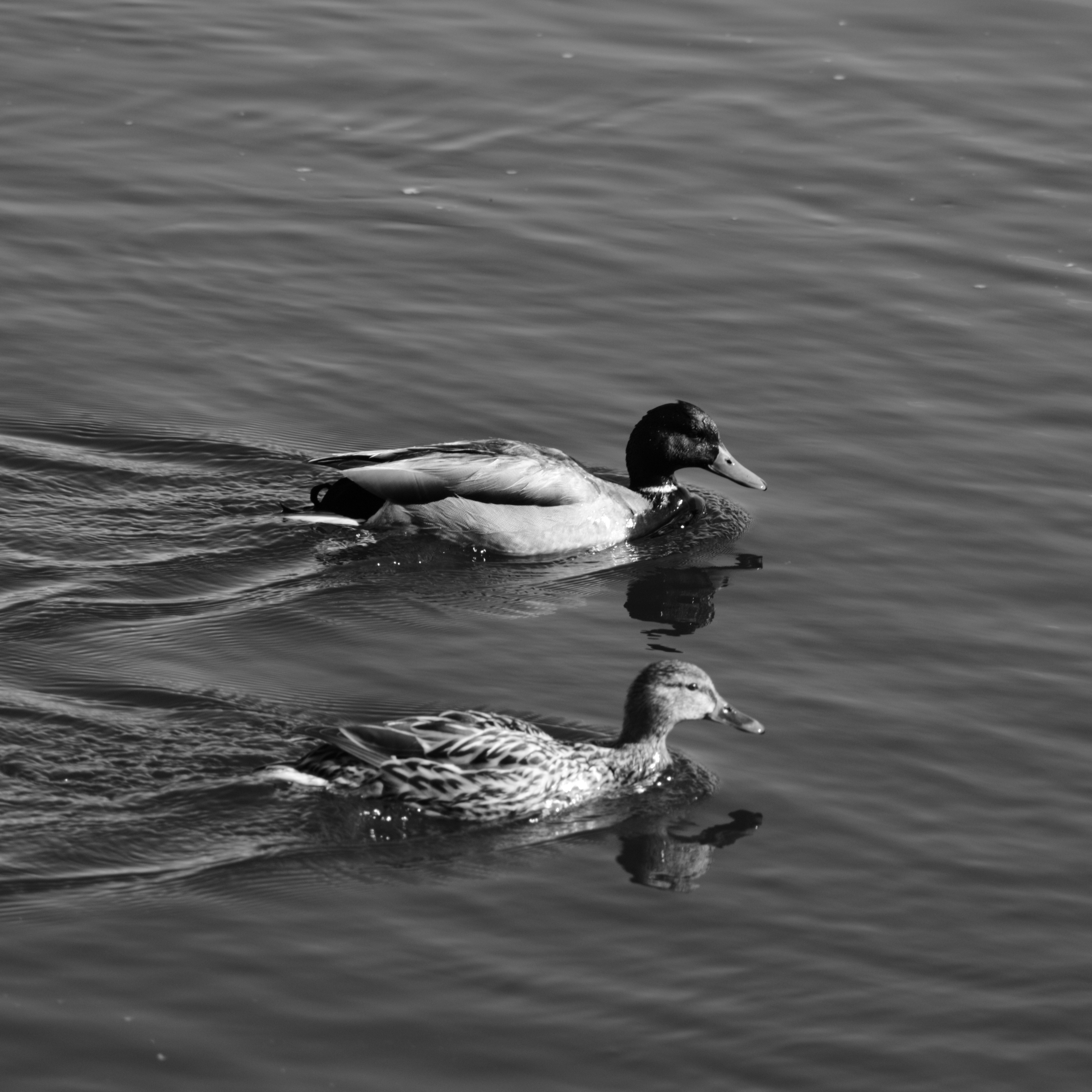 DSC_0762.JPG