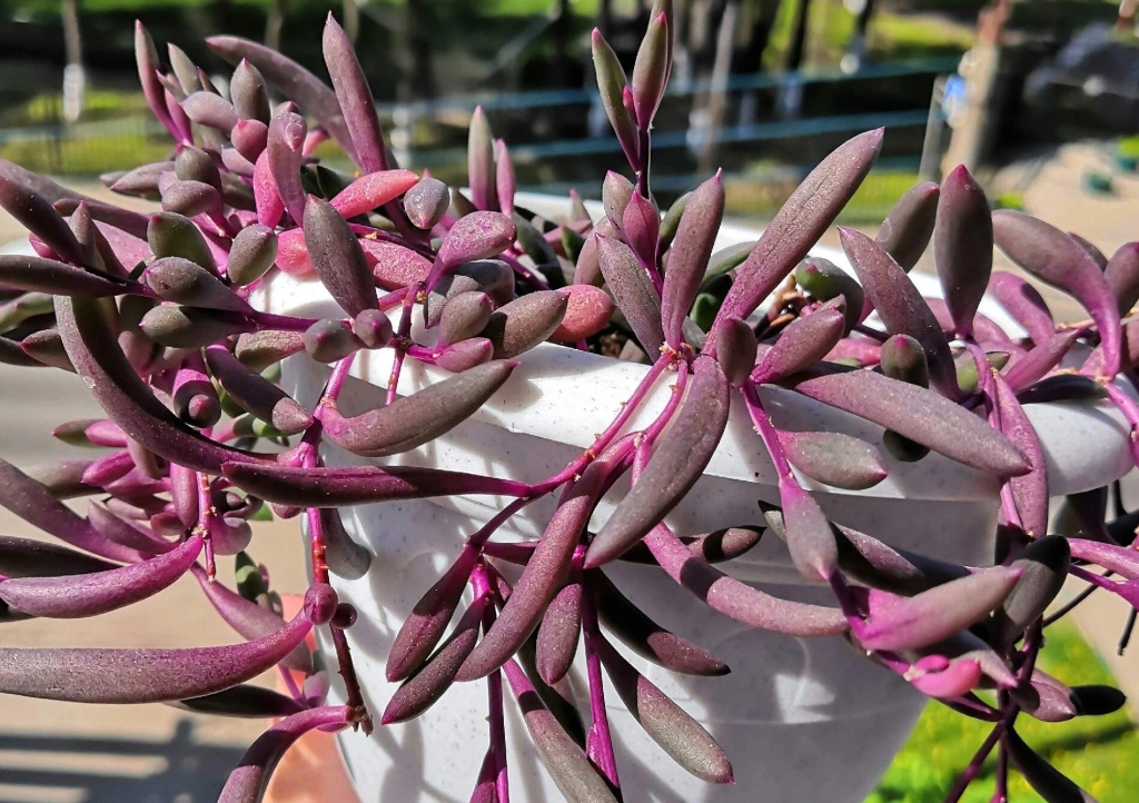 Оттона Мясистая Othona Capensis р7
