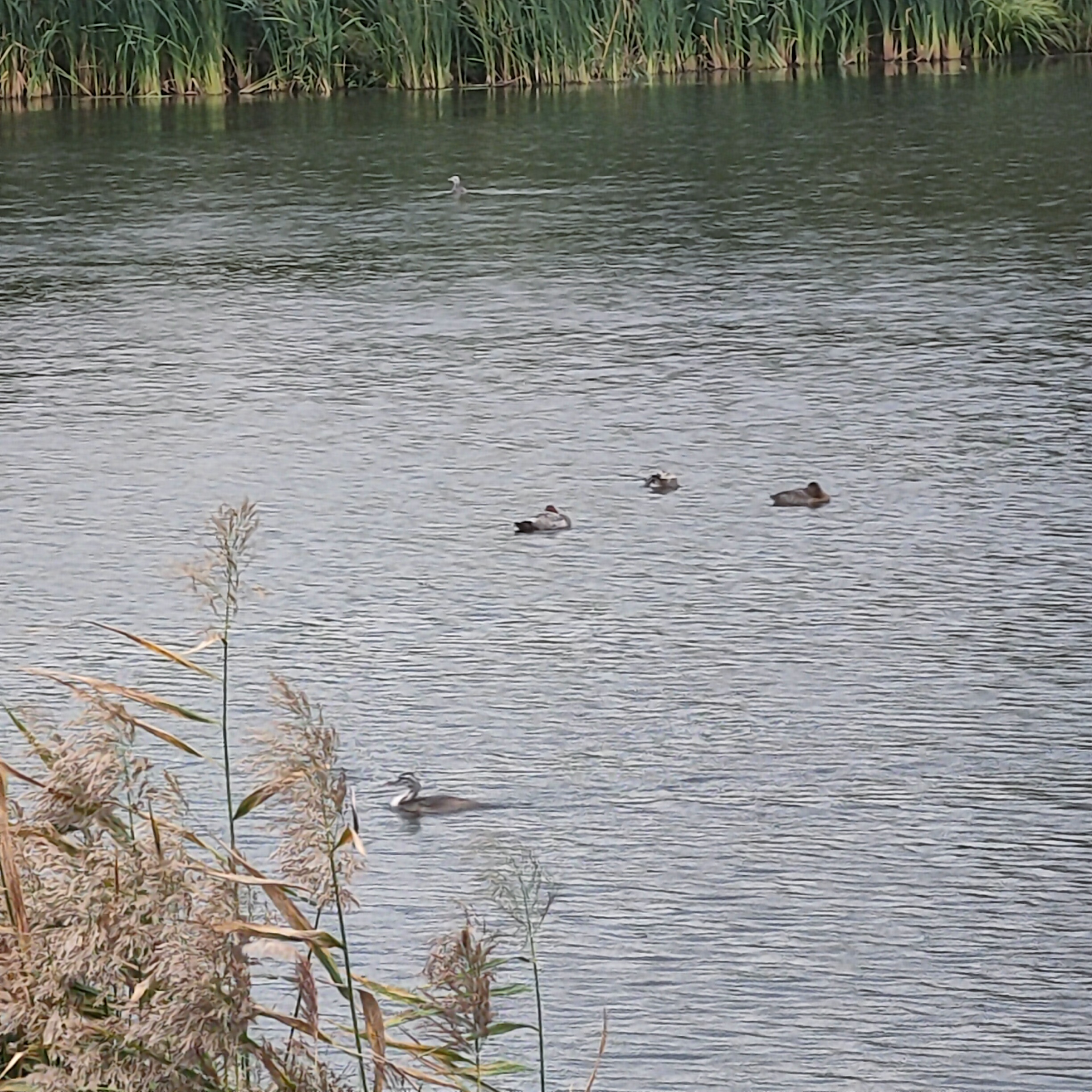 IMG20260905162001.jpg