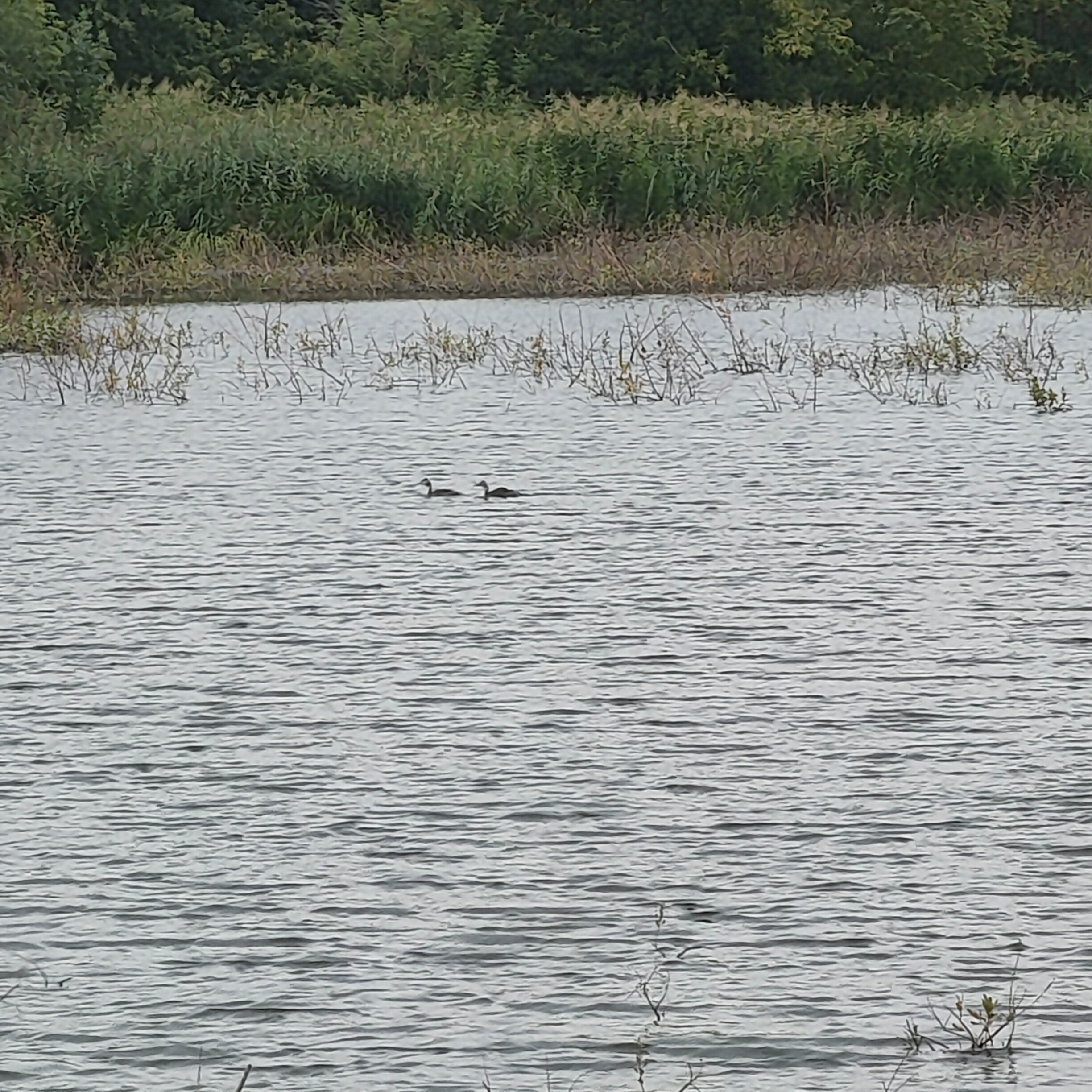 IMG20260905151907.jpg