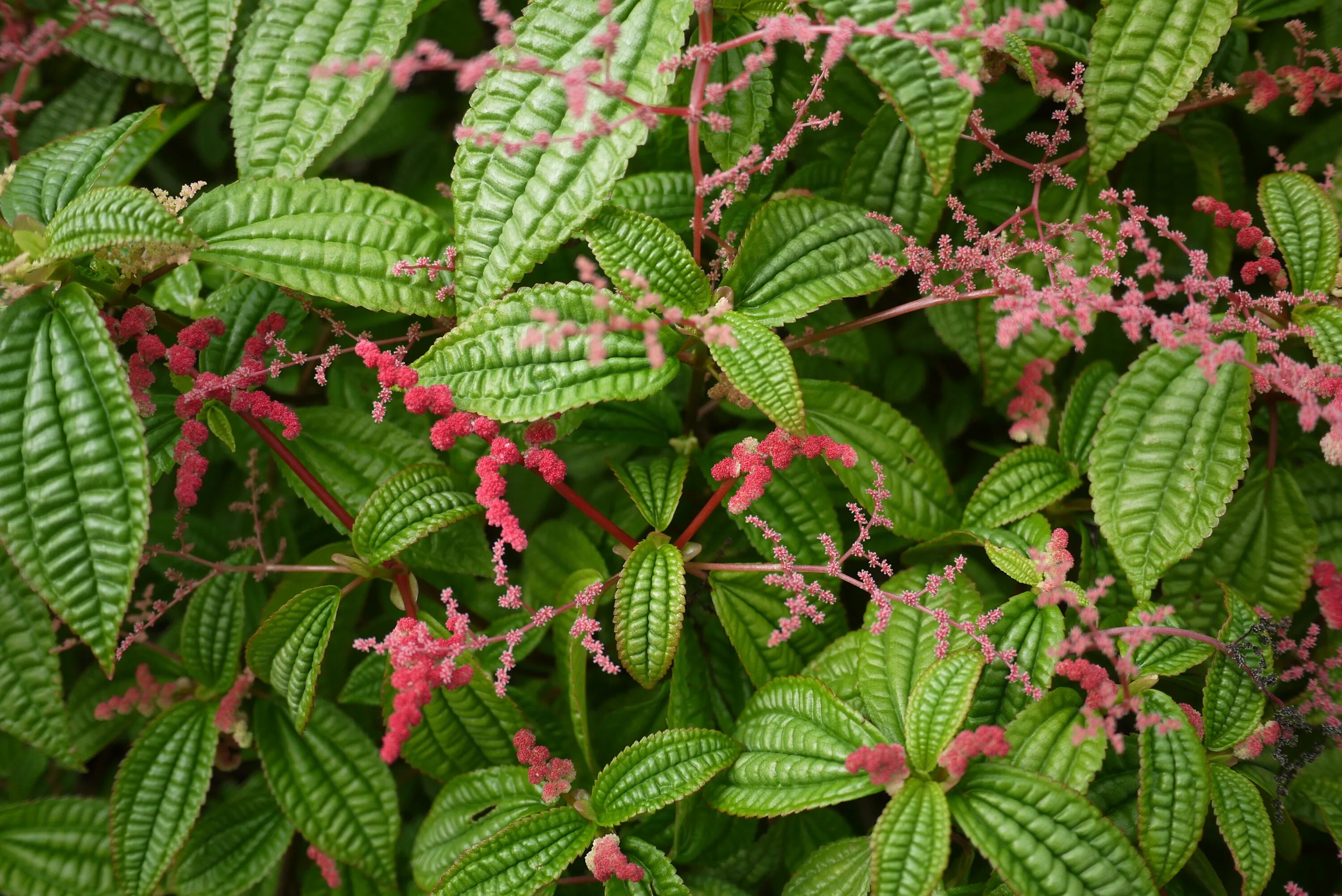 3. Пилея Crassifolia р7 3. Пилея Crassifolia р7