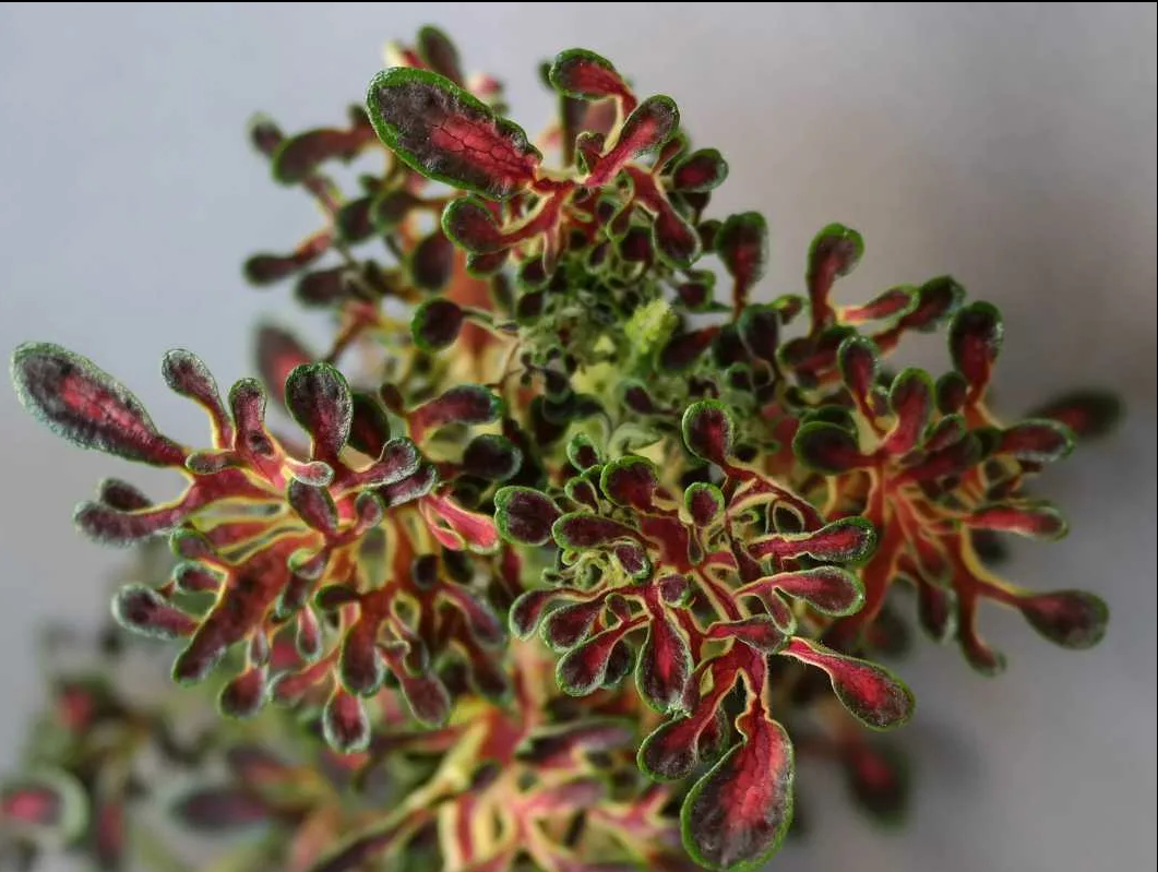 58. Колеус Red Coral р7