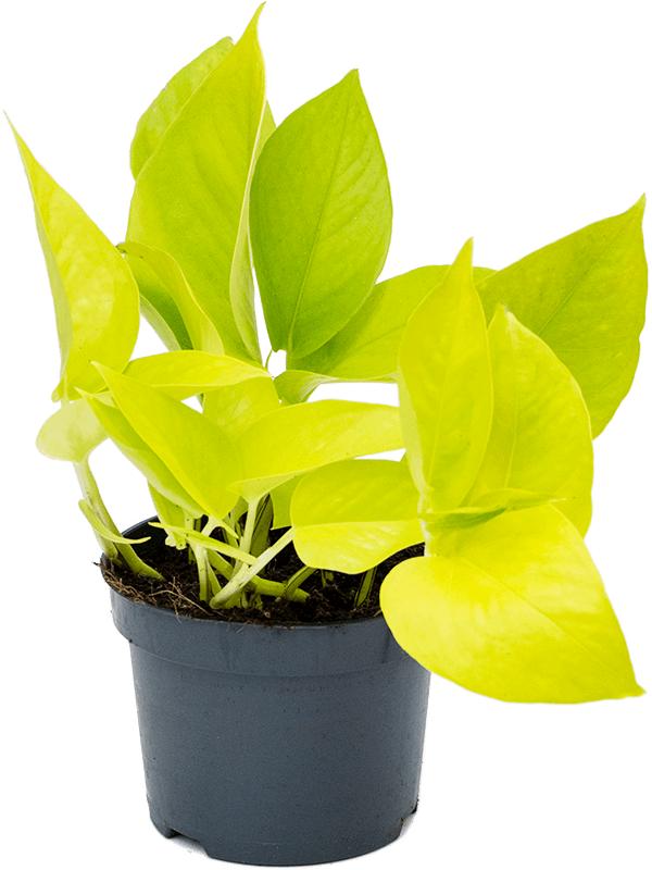 5. Эпипремнум Golden Pothos р7