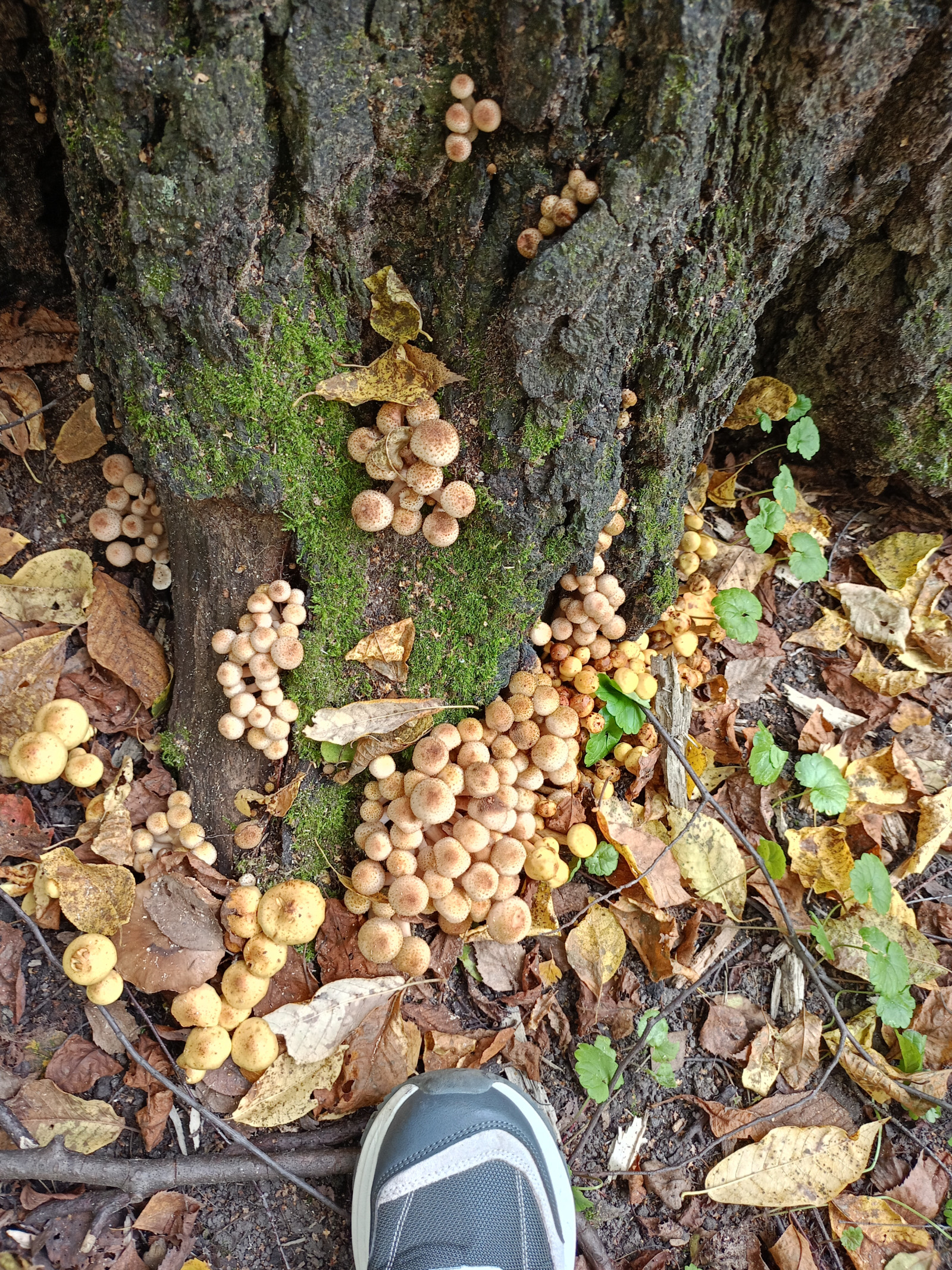 IMG20260907153538.jpg