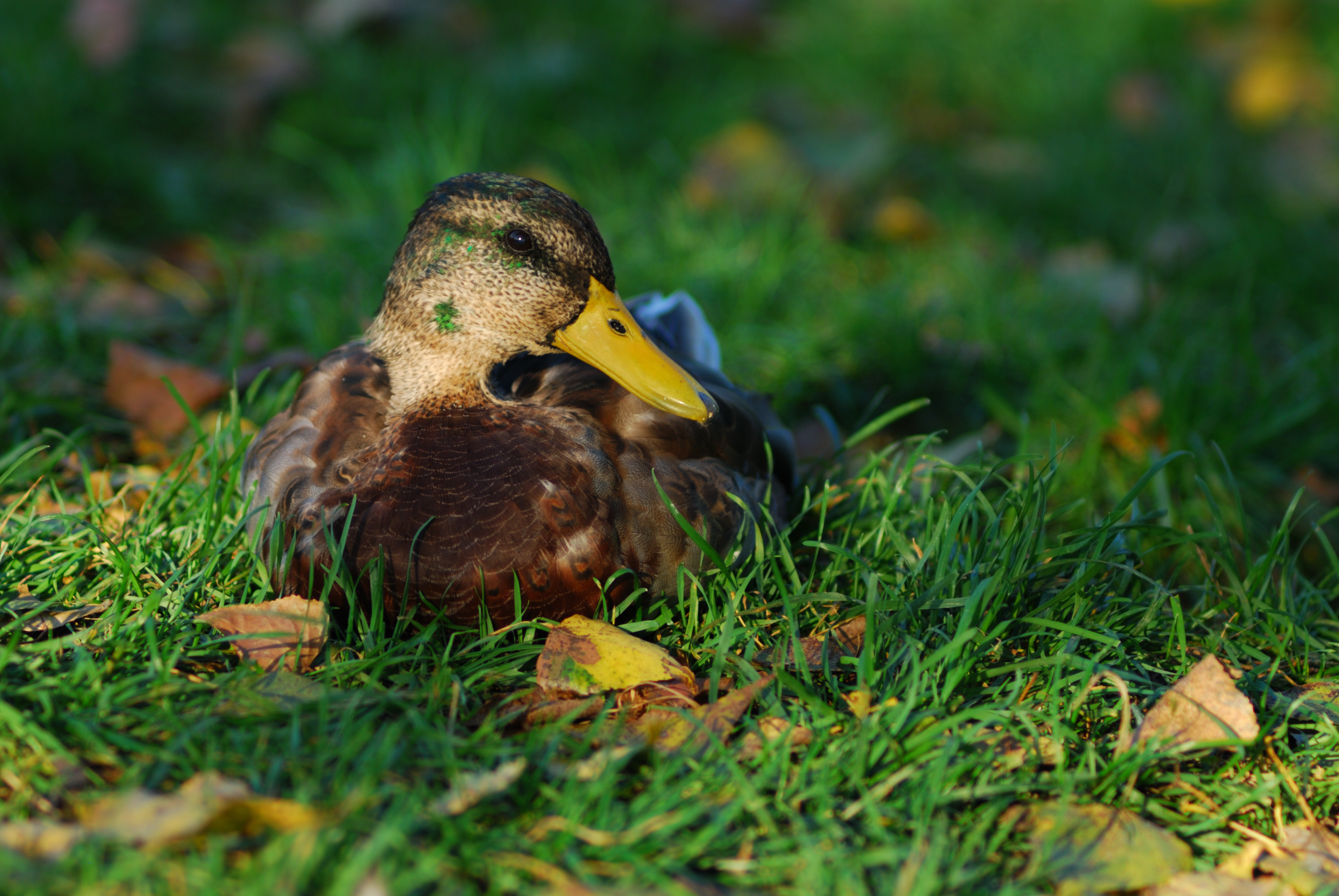 DSC_3041.JPG