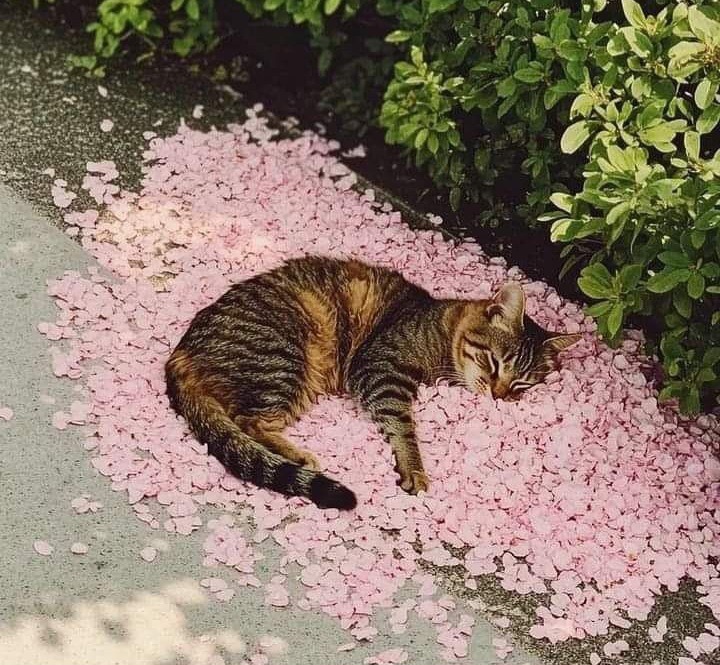 кот00002.jpg