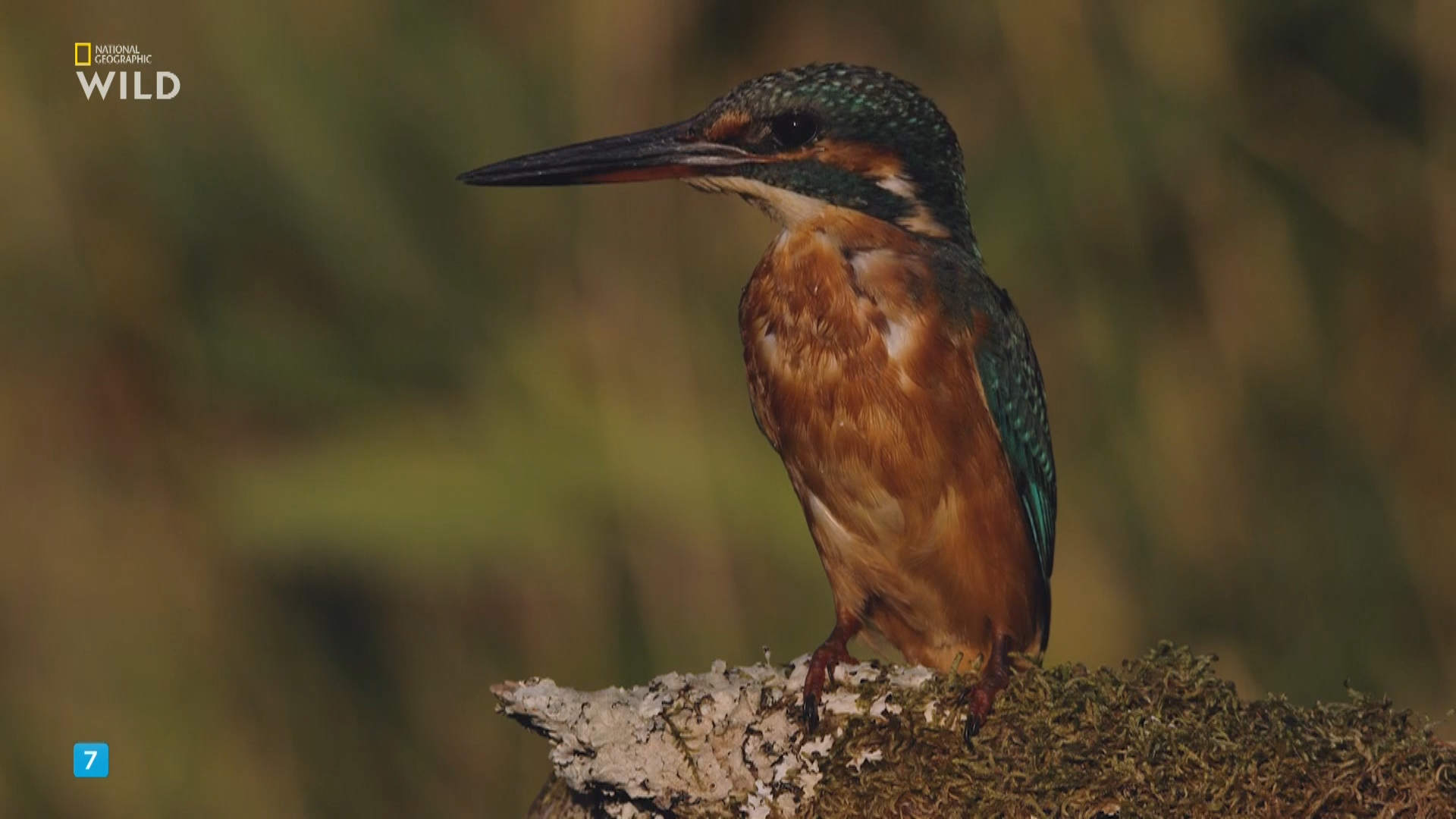 01. Земля.mkv_snapshot_31.22.440.png