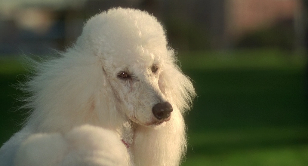 К-911.1999.BDRip AVC msltel.mkv_snapshot_00.36.07.196.jpg