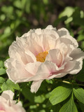 https://i1.imageban.ru/thumbs/2026.05.20/73c3004f1d775615362d748b3dba3e01.jpg